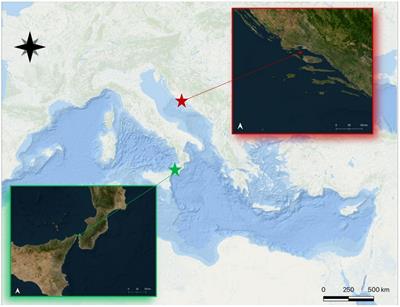 Ecomorphological adaptation of Scorpaena porcus (Linnaeus, 1758): evidence from two different environments revealed by sagittae features and somatic growth rates